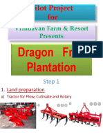 Dragon Fruit Plantation