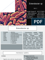 ENTEROBACTER SP