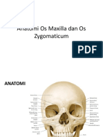 Anatomi Os Maxilla Dan Os Zygomaticum