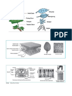 bio jaringan daun.docx