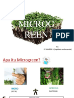 PPT Microgreens KLP 6