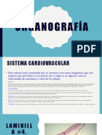 organografía-1.pdf