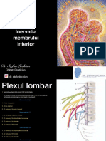 Inervatia Membrului Inferior