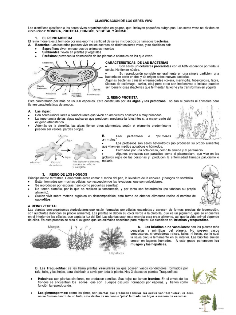 Guia Reinos de Los Seres Vivos | PDF | Algas | Plantas