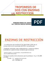 79708184-Enzimas-de-Restriccion-y-Electroforesis-Gbm-2012.pdf