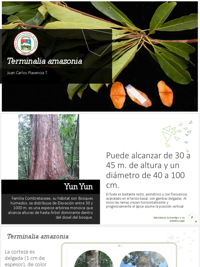 Terminalia Amazonia | PDF | Arboles | Organismos