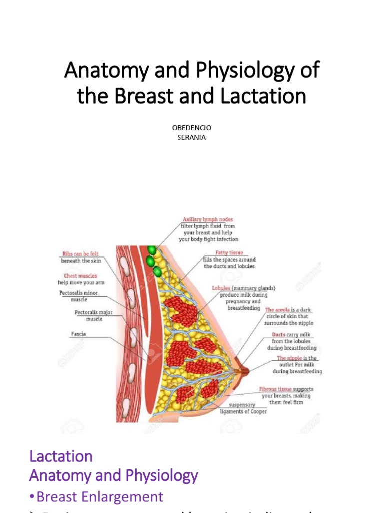 do lactate Why breast