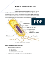 Ciri Ciri Dan Struktur Bakteri Secara Rinci