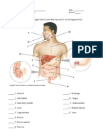 Digestive System Parts Packet