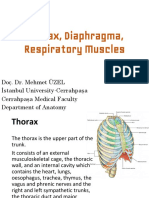 Thorax, Diaphragma, Respiratory Muscles
