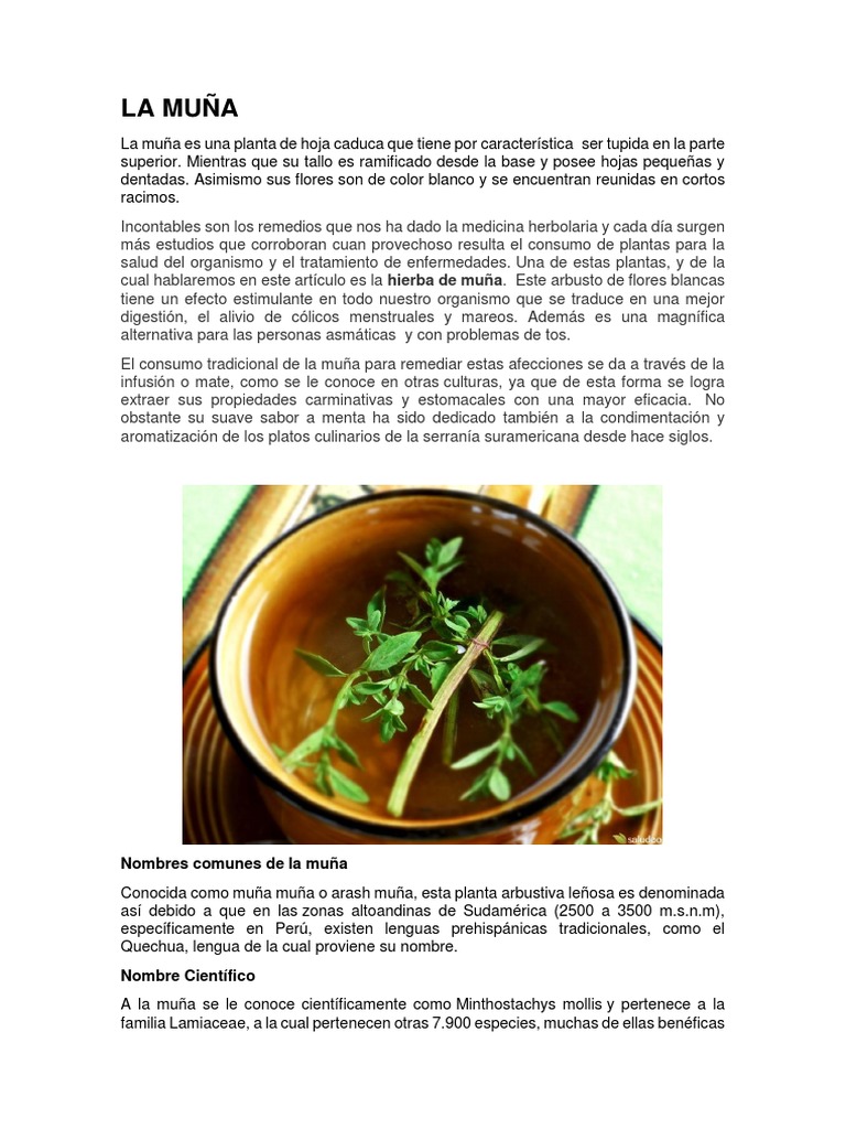 La Muña | PDF | Medicina alternativa | Especialidades Medicas