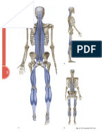 Basic Anatomy Trains