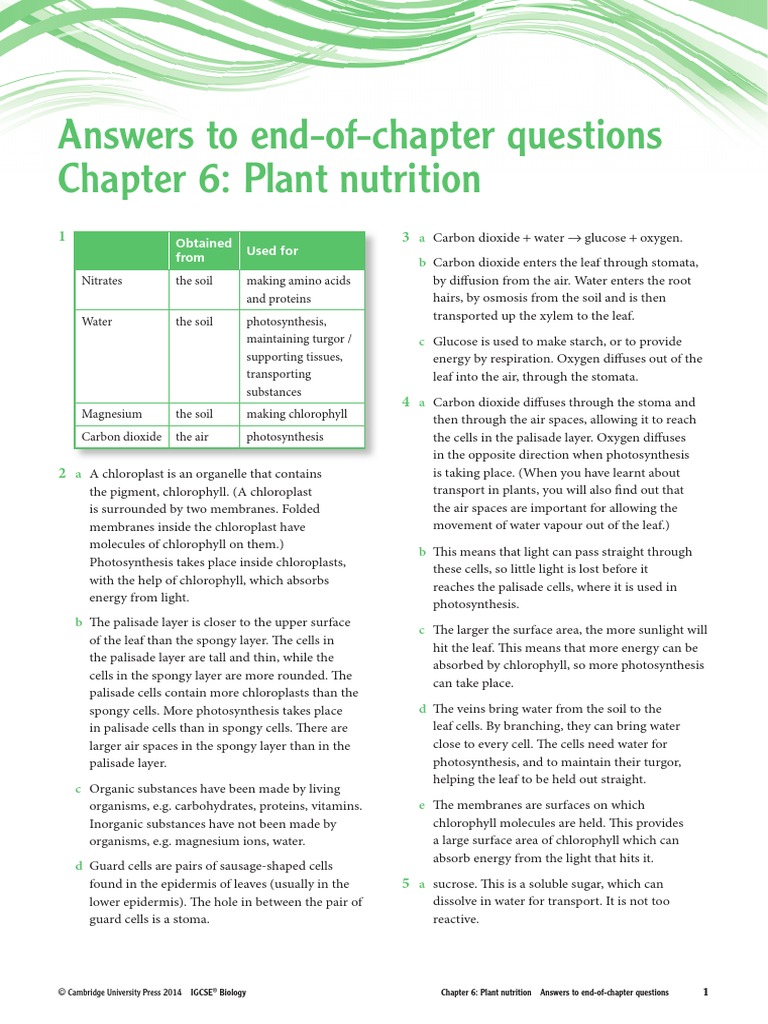 Ans Unit 6 PDF | PDF | Leaf | Photosynthesis