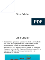 Ciclo celular: divisão, fases e regulação em