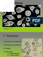 11_Radiolarios (1)