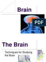 brain-pp-5