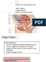 Anatomia Vias Urinarias