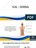 Cervical - Dorsal 2