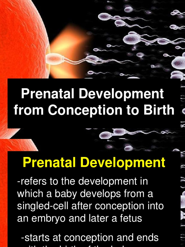 Prenatal Development | PDF | Fertilisation | Anatomy