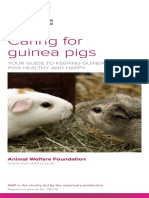 Caring For Guinea Pigs-1