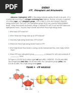 Chloroplasts and Mitochondria