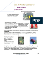 morfologia de plantas vaculares - fruto.pdf