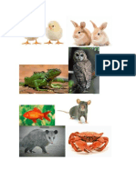 animales1.docx