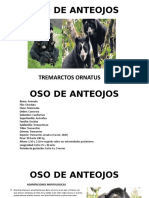 Presentacion Oso de Anteojos