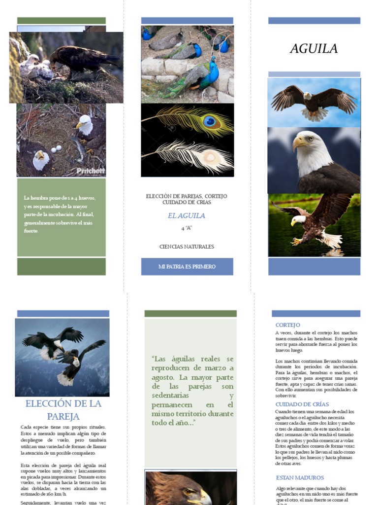 Folleto Aguila | PDF | Aves holarctic | Aves
