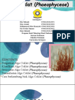 Alga Coklat Kelompok 7.pdf