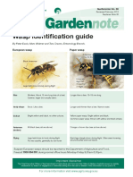 Wasp Identification Guide