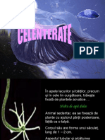 celenterate.ppt