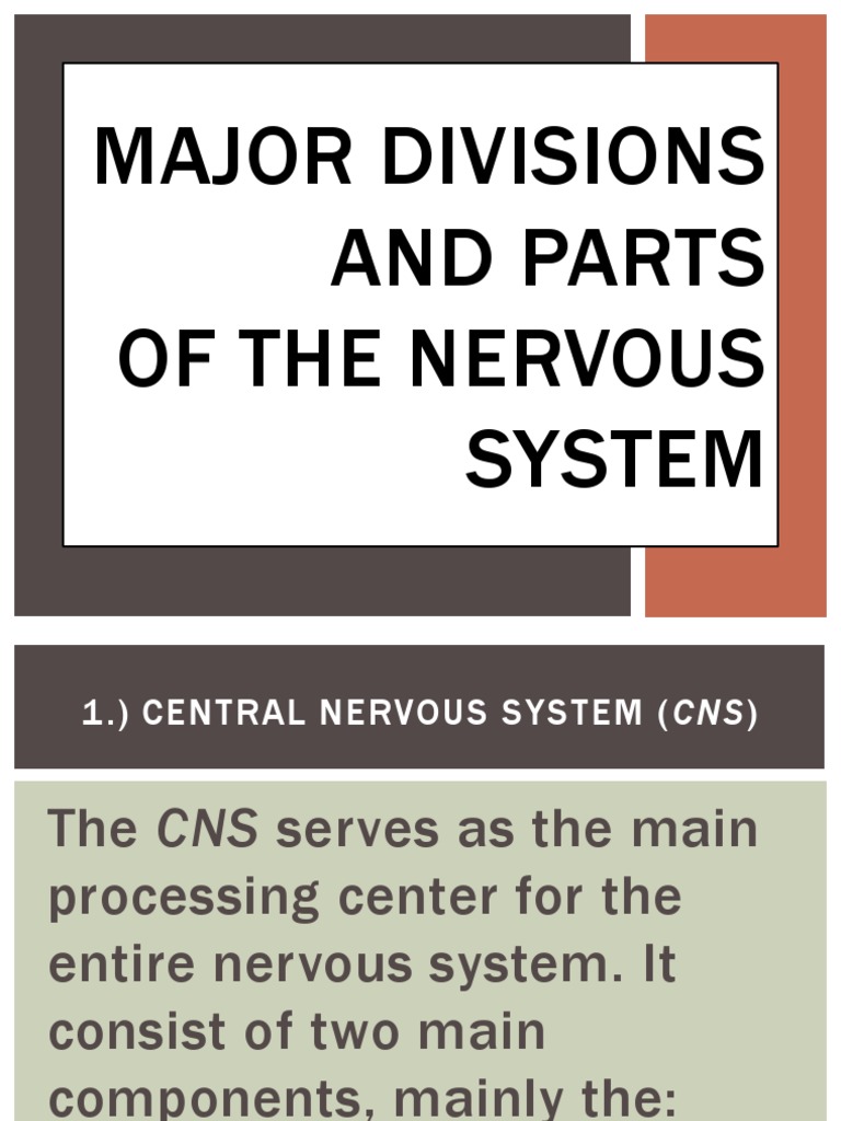 Major Divisions of the Nervous System | PDF | Central Nervous System ...