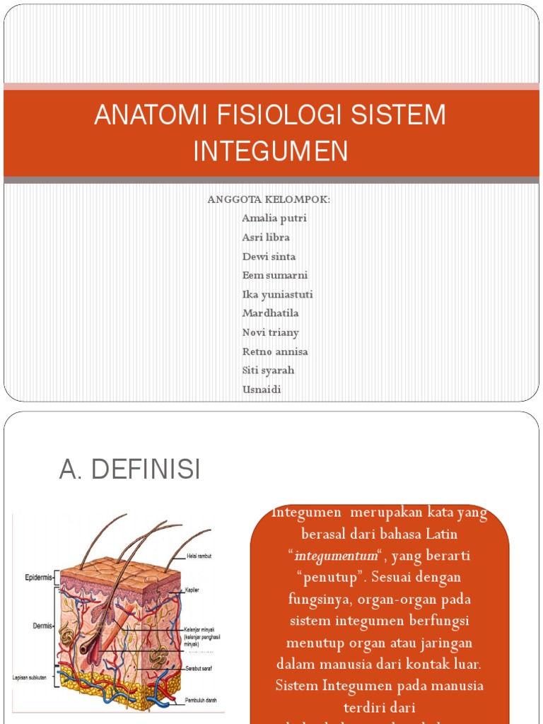 Anatomi dan Fisiologi Sistem Integumen | PDF | Sains & Matematika