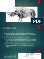 7.1 Sistema Muscular PDF