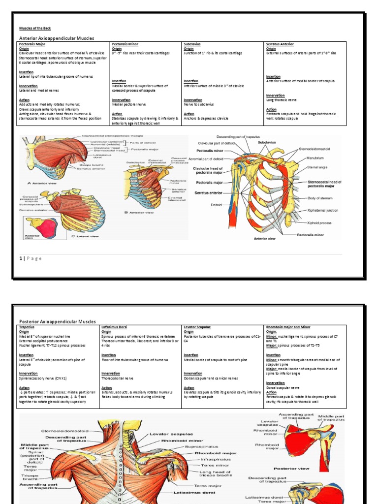 Muscle Innervation Chart II Download Free PDF Thumb Arm