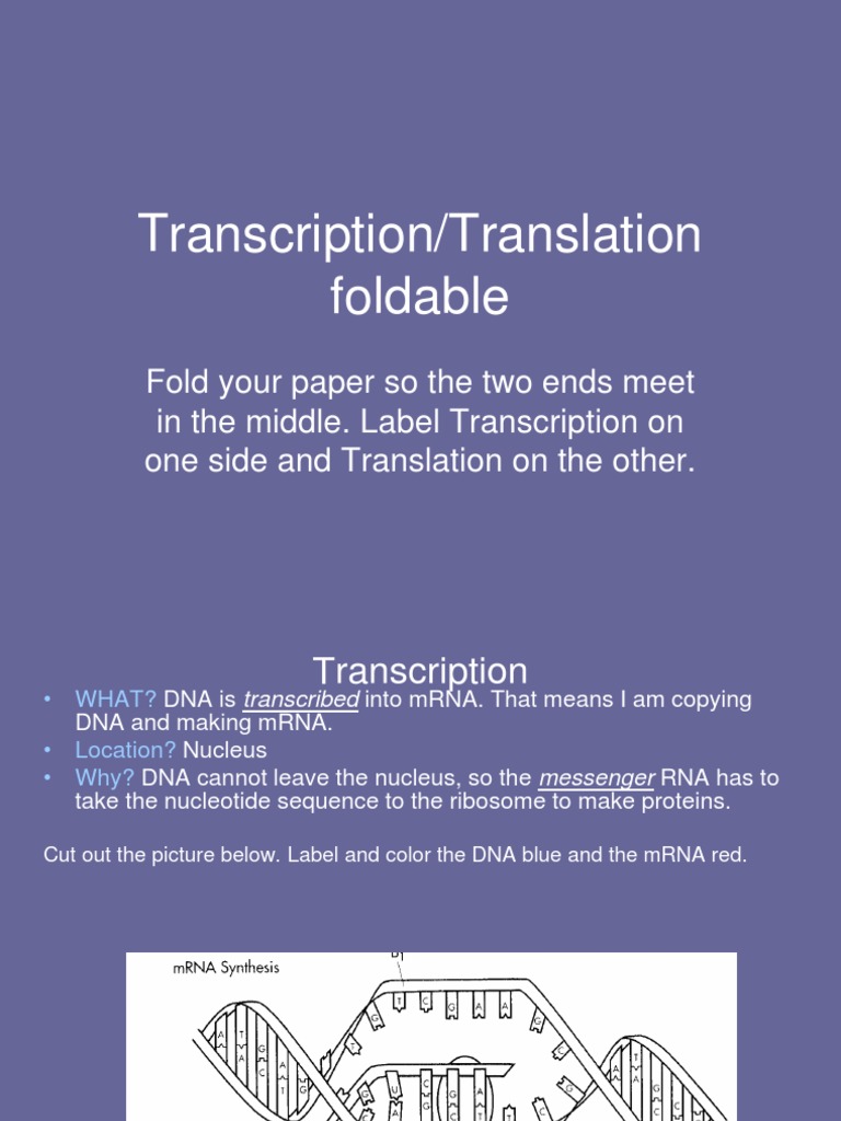 Protein Synthesis Foldable PDF
