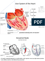 Action Potentials - Supplementary Slides PDF