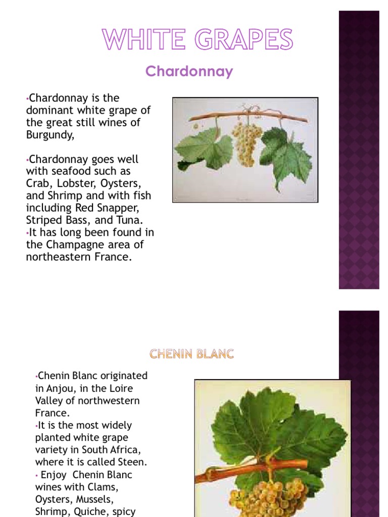 Types of Grapes Vitis Crops Originating From Europe