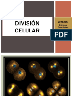 División celular mitosis: proceso y fases de la división celular eucariota
