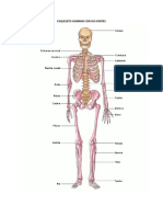 Esqueleto Humano Con Sus Partes
