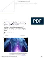 Médula Espinal - Anatomía, Partes y Funciones PDF