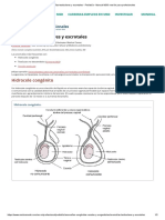 Anomalías Testiculares y Escrotales PDF