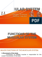 Muscular System Final1