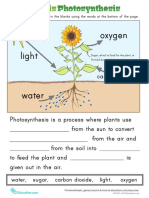 Photosynthesis Worksheet