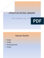 STRUKTUR SISTEM Urinary