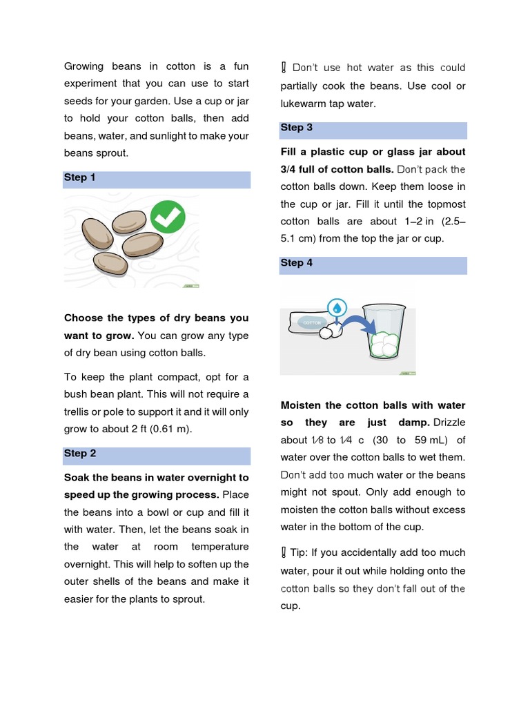 Growing Beans in Cotton: Step-by-Step Guide | PDF | Bean | Horticulture ...