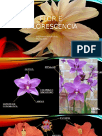 Flor e Inflorescencia