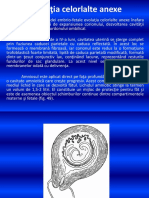 9.Dezvoltarea amniosului si a alantoidei.ppt