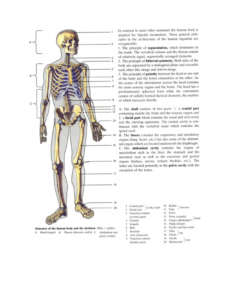 (07-08-2013) Anatomy Yokochi-1 PDF | PDF
